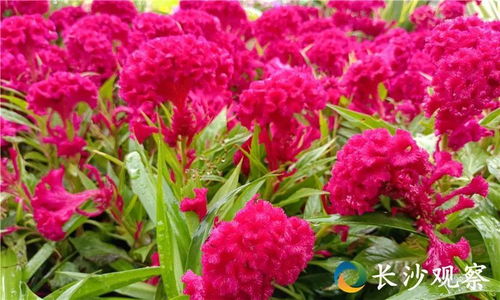 全球花木网报价大厅 全球花木网报价大厅，引领花卉交易新纪元--第1张