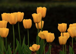 郁金香花语及代表意义 郁金香花语及代表意义--第1张