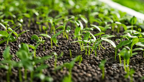 5种植物传播种子方法 五种植物传播种子方法大揭秘--第1张