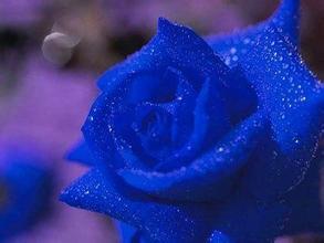 蓝玫瑰花语代表什么 蓝玫瑰花语代表什么--第1张