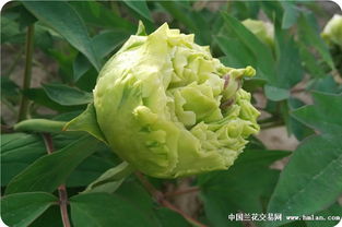 中国的国花是什么树 ，中国的国花是什么树--第1张