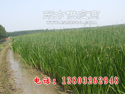 水葱长什么样子图片 水葱长什么样子图片--第1张