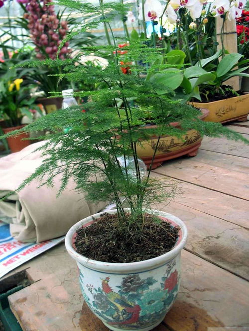 文竹开花结果 文竹开花结果--第1张