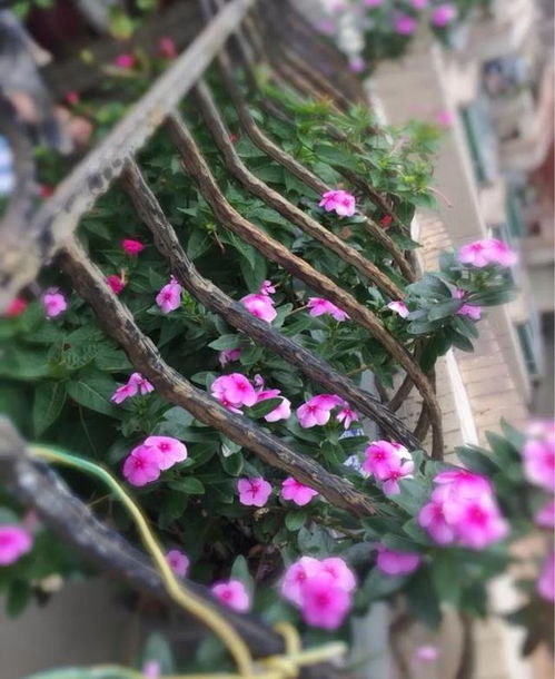 春天开花的花10种花 春天开花的花--第1张