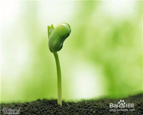 各种植物种子传播方式的特点 各种植物种子传播方式的特点--第1张
