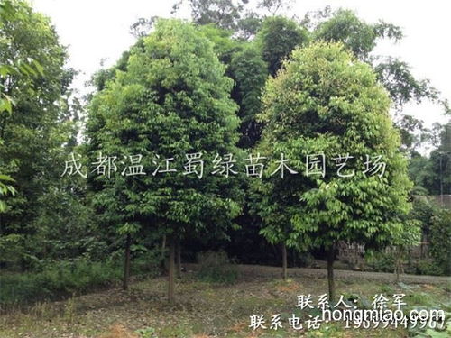 温江花木网 温江花木网，打造花卉苗木行业的领航者--第1张