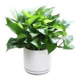 绿植花卉网站 绿植花卉网站——为你的生活增添绿色与花香--第1张