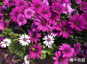 扶郎花适合送给谁 扶郎花适合送给谁--第1张