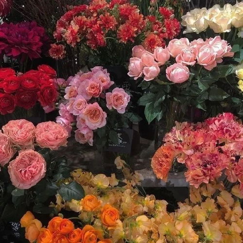 关于玫瑰花的朋友圈文案 玫瑰花的朋友圈文案--第1张