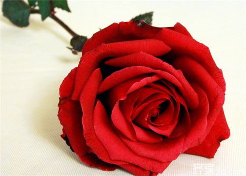 玫瑰花花语代表什么 玫瑰花花语代表什么--第1张