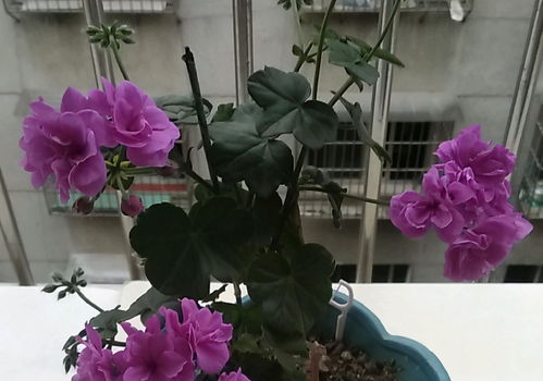 玫瑰花一年四季都开吗 玫瑰花一年四季都开吗--第1张