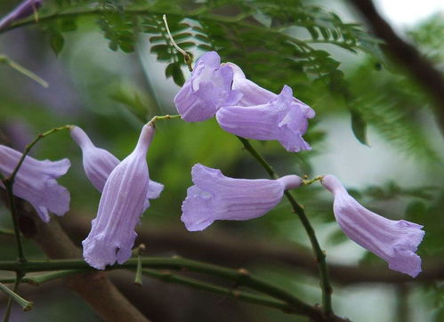 蓝花楹适合在哪里种植 蓝花楹适合在哪里种植--第1张