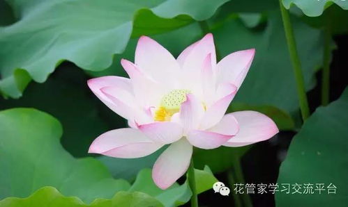 12个月对应的花 12个月对应的花--第1张