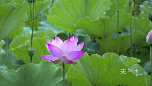荷花代表什么 荷花代表什么--第1张