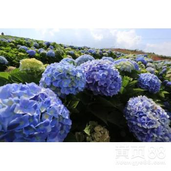 怎样从云南批发鲜花 怎样从云南批发鲜花--第1张
