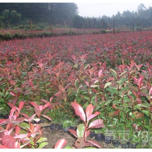 红叶石楠小苗最新价格 红叶石楠小苗最新价格——种植户必看！--第1张