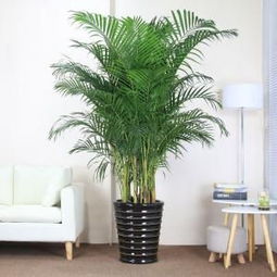 客厅绿植排名前十名 客厅绿植排名前十名，让你的家居生活更美好--第1张
