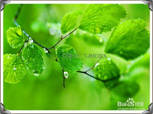 植物的播种方法有哪些什么植物 植物的播种方法有哪些--第1张
