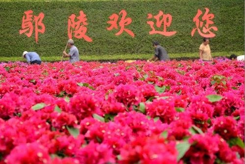 临沂鲜花批发市场 临沂鲜花批发市场，鲜花的海洋，生活的色彩--第1张