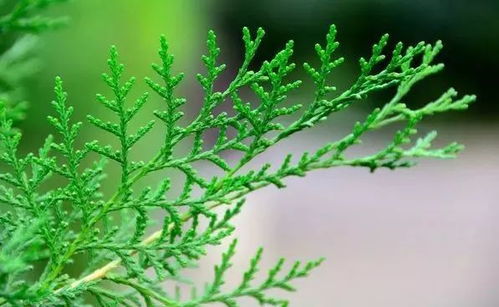 侧柏叶洗头一个月效果 侧柏叶洗头一个月效果--第1张