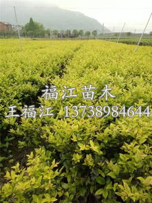 金森女贞是乔木还是灌木 金森女贞是乔木还是灌木--第1张