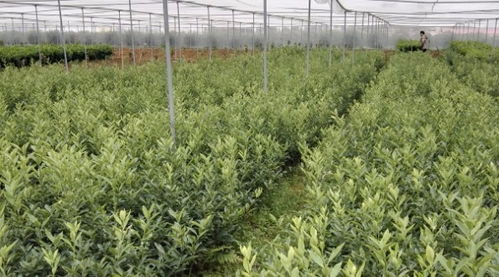 贵州苗木最新求购平台 贵州苗木最新求购平台——一站式采购解决方案--第1张