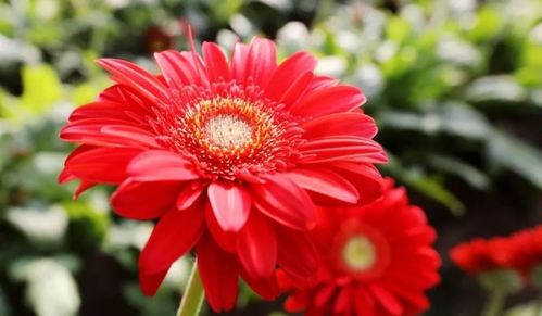 扶郎花图片高清 扶郎花图片高清，绽放生命之美--第1张