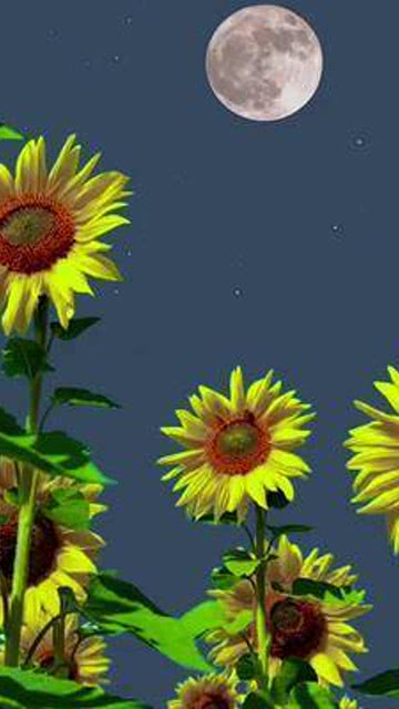 向日葵的花语和寓意入目无他人 向日葵的花语和寓意入目无他人--第1张