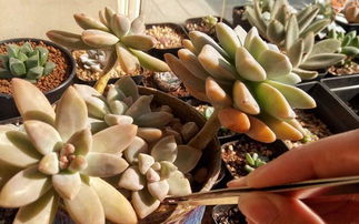 鲜花批发官网 鲜花批发官网，一站式鲜花采购平台，品质保证--第1张