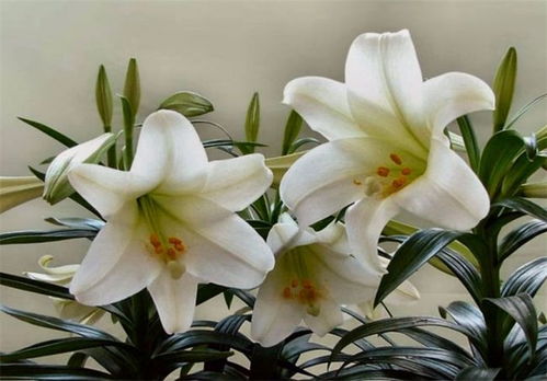 百合花代表什么象征意义的花 百合花代表什么象征意义的文章--第1张
