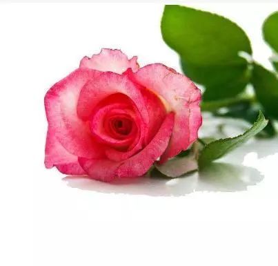 21朵玫瑰花语代表什么 21朵玫瑰花语，爱的独立与深情--第1张