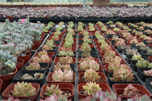 成都鲜花批发 成都鲜花批发，探寻鲜花市场的繁荣与魅力--第1张