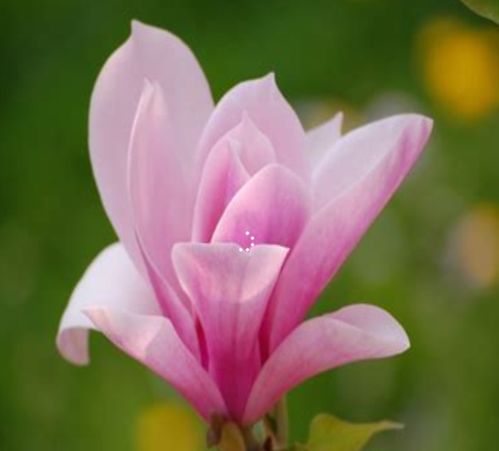 玉兰花什么季节开 玉兰花什么季节开--第1张