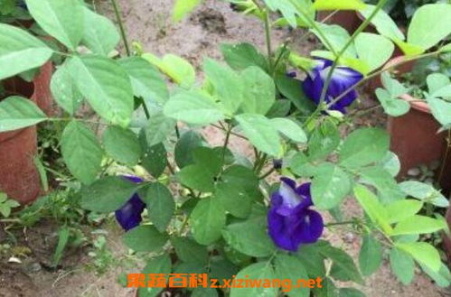 蝴蝶花怎么养 蝴蝶花的养护方法--第1张
