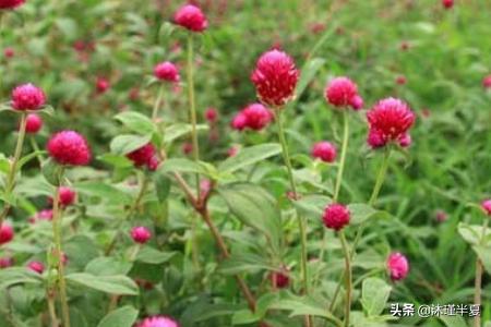 花语大全1000种花的花语 花语大全，1000种花的美丽与情感--第1张