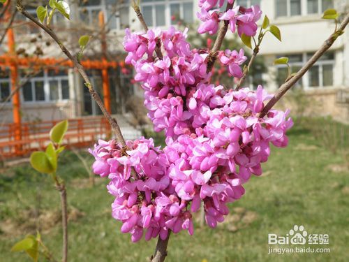 春天有哪些花开放 春天有哪些花开放--第1张