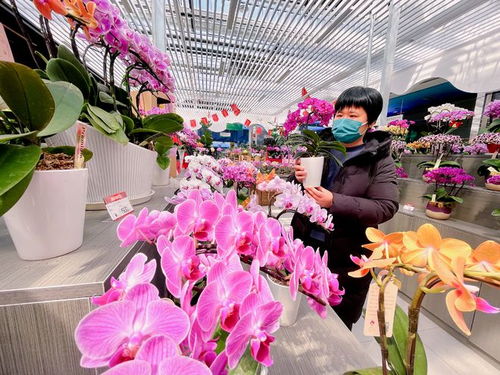 北京花卉交易中心地址 北京花卉交易中心地址大全，一站式购花平台，让你轻松选购花卉--第1张