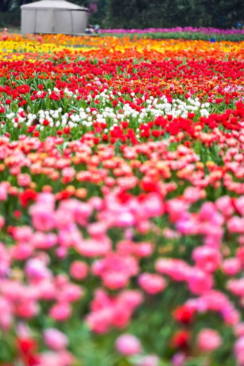 日本花卉网站 日本花卉网站，赏花、购花、学花的最佳平台--第1张