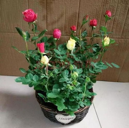再穷也要养三种花 再穷也要养这三种花--第1张