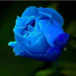 蓝玫瑰花语是什么意思 寓意 蓝玫瑰花语是什么意思--第1张
