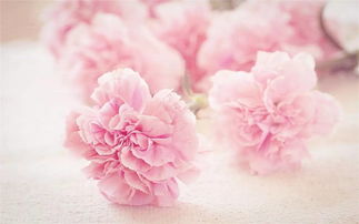 25种常见花花语大全 25种常见花花语大全--第1张