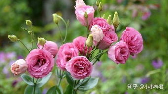 粉色金鱼草花语 粉色金鱼草的花语，生命、希望与爱--第1张