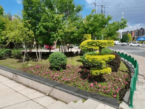 大型绿化苗木大全 大型绿化苗木大全——一站式采购，打造绿色生态家园--第1张