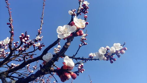 杏花的诗句 杏花的诗句--第1张