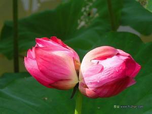 古代并蒂莲花寓意 古代并蒂莲花寓意--第1张