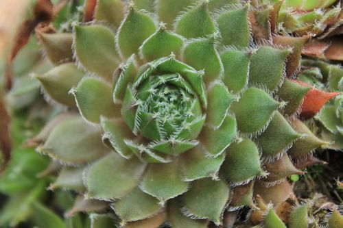 多肉植物图片 惊艳世界的多肉植物图片，生命的艺术与奇迹--第1张