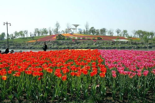中国花木网官方网站 中国花木网官方网站——一站式花木交易服务平台--第1张