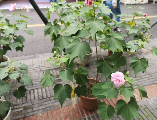 木芙蓉和木槿的区别 木芙蓉和木槿的区别--第1张