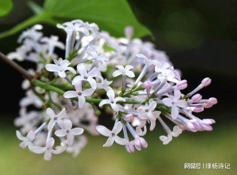 丁香花的诗句 丁香花的诗句--第1张