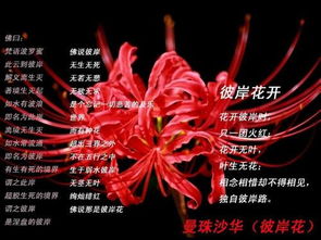 彼岸花语 彼岸花语，生死之约，永恒之恋--第1张